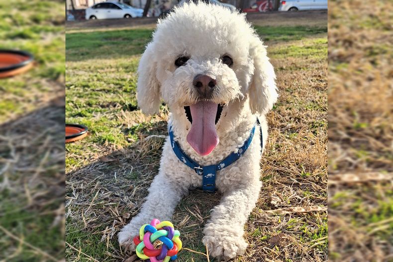 21 De Julio Por Qué Se Celebra El Día Mundial Del Perro