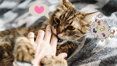 Sitio Andino | gato mordiendo, mascota.png