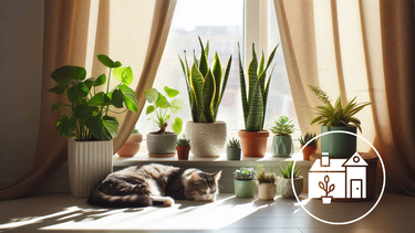 Sitio Andino | plantas de interior, armonía.png