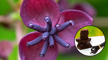 Sitio Andino | flor que huele a chocolate y vainilla, jardinería.png