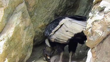Nació un pichón de cóndor andino en el Parque Provincial Tupungato. Nació un pichón de cóndor andino en el Parque Provincial Tupungato.