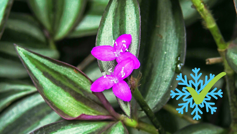 Jardinería: la llamativa planta violeta que crece rápido y resiste el frío con muy pocos cuidados