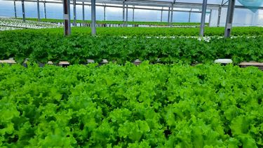 Producción de lechuga mediante Agricultura Hidropónica en Tunuyán&nbsp;