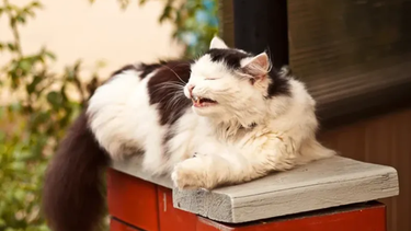 Sitio Andino | gato estornudando, portada, mascota