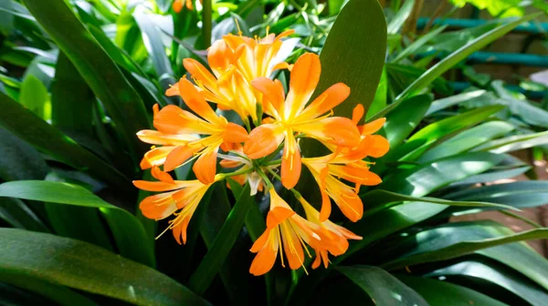 Jardinería: las claves para cultivar clivias y que florezcan en su máximo esplendor