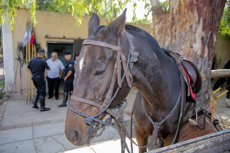 Cada uno de los animales retirados tiene una historia particular dentro de la fuerza