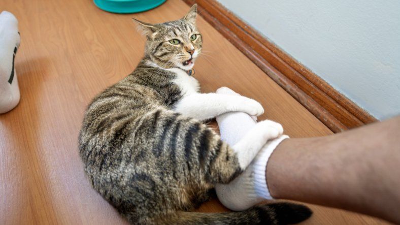 ¿Por qué tu gato se frota contra tu pierna y luego muerde? Significado y consejos