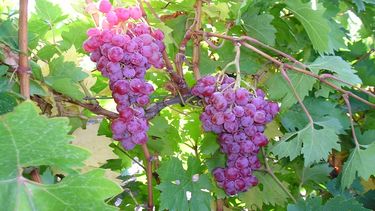 Uva sin semilla: un desarrollo del INTA que demandó décadas de trabajo y ahora se comercializa al exterior Uva sin semilla: un desarrollo del INTA que demandó décadas de trabajo y ahora se comercializa al exterior