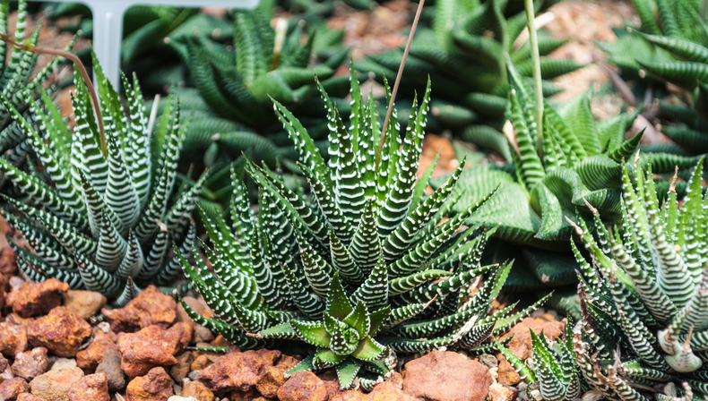 Jardinería: por qué la planta cebra es la suculenta que todos quieren tener en casa