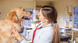 Descubren mutación que permite detectar enfermedad cardíaca en perros Golden Retriever