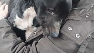 El perro fue rescatado por vecinos de Villa Atuel en San Rafael.