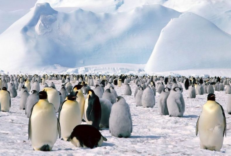 pingüinos en la nieve
