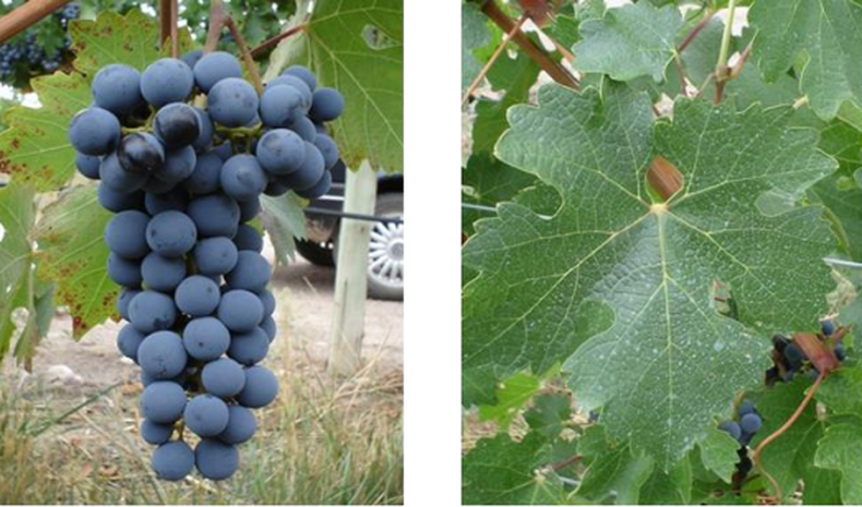 El cabernet sauvignon, uno de los reyes de la vitivinicultura.