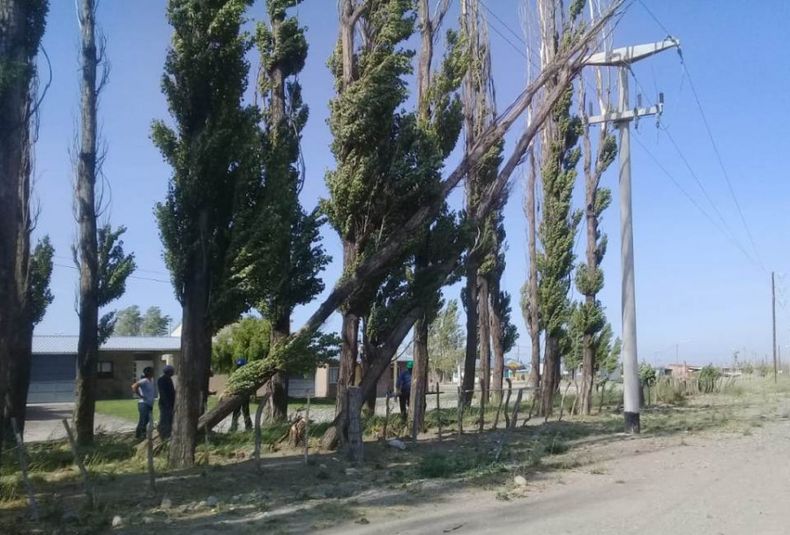 CAIDA DE ARBOLES
