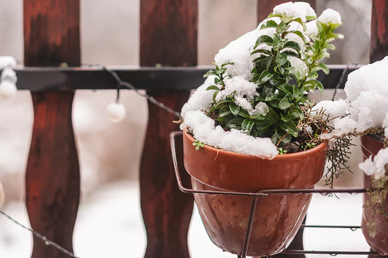Jardinería: las mejores estrategias para proteger tus plantas en invierno