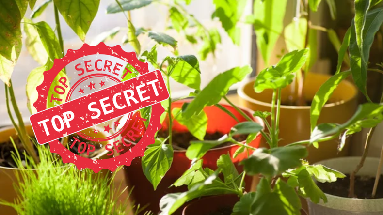 Jardinería: cerveza y vodka para revivir tus plantas