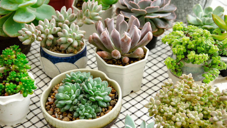 Suculentas: una de las especies más versátiles para decoración 