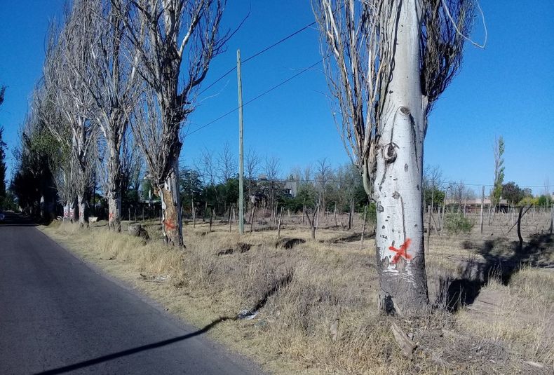 Los municipios que talen álamos deberán pagar una multa leve.