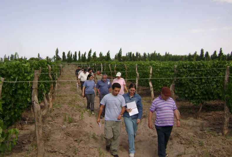 Productores Centros de Desarrollo Vitícola Coviar uva viñedos bodegas