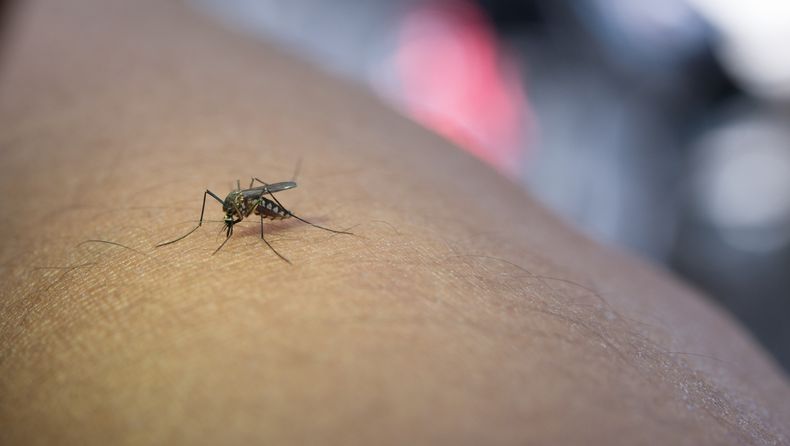 El Ministerio de Salud de la Nación pidió instensificar los cuidados ante la circulación viral del dengue en el país.