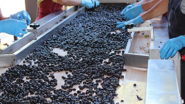 Vitivinicultura: Los trabajadores de viña y bodega trazaron su balance del 2025