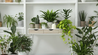 Jardinería: las mejores 4 plantas para iluminar un espacio interior Jardinería: las mejores 4 plantas para iluminar un espacio interior