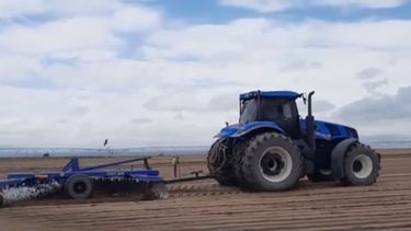 El viento zonda obligó una replantación de zanahoria.