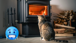 Mascota: las verdaderas señales de que tu gato tiene frío Mascota: las verdaderas señales de que tu gato tiene frío