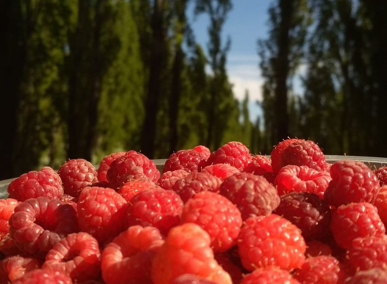 Agroecología: ovinos y abejas permiten el cultivo de frutos rojos en la naturaleza patagónica de Malargüe