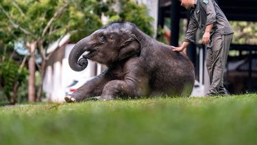 El cuidador Bao Hong juega con un elefante joven en el Centro de Rescate y Cría de Elefantes Asiáticos de Xishuangbanna, en la prefectura autónoma dai de Xishuangbanna, Yunnan, suroeste de China. (Xinhua/Hu Chao) NA El cuidador Bao Hong juega con un elefante joven en el Centro de Rescate y Cría de Elefantes Asiáticos de Xishuangbanna, en la prefectura autónoma dai de Xishuangbanna, Yunnan, suroeste de China. (Xinhua/Hu Chao) NA