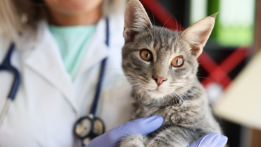 Sitio Andino | gato, gripe aviar, mascota (2).png
