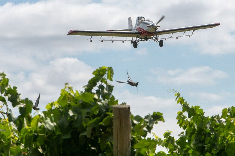 La fumigación aérea es parte de la campaña contra Lobesia Botrana que Iscamen financiaba con el aporte de los productores