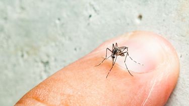 Cómo se transmite el dengue.