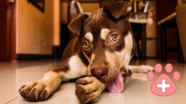Sitio Andino | perro lamiéndose las patas, alerta veterinaria, mascota.png