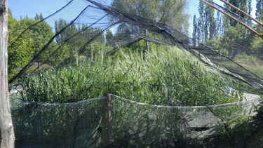 Sitio Andino | image.png