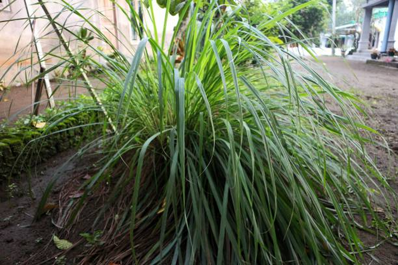 Jardinería: la planta más poderosa contra los mosquitos y cómo aprovecharla al máximo