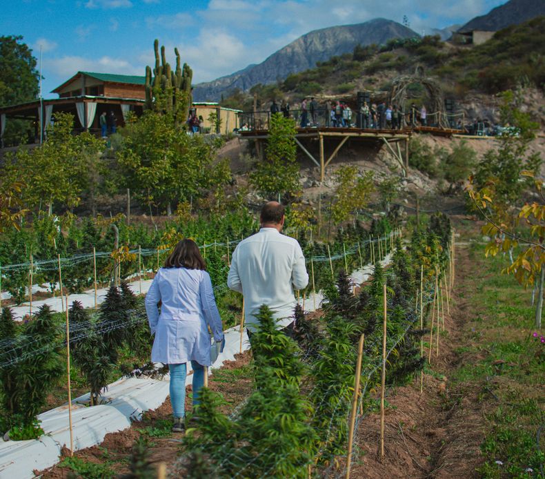 La investigación y el turismo pueden combinarse de la mano del cannabis.