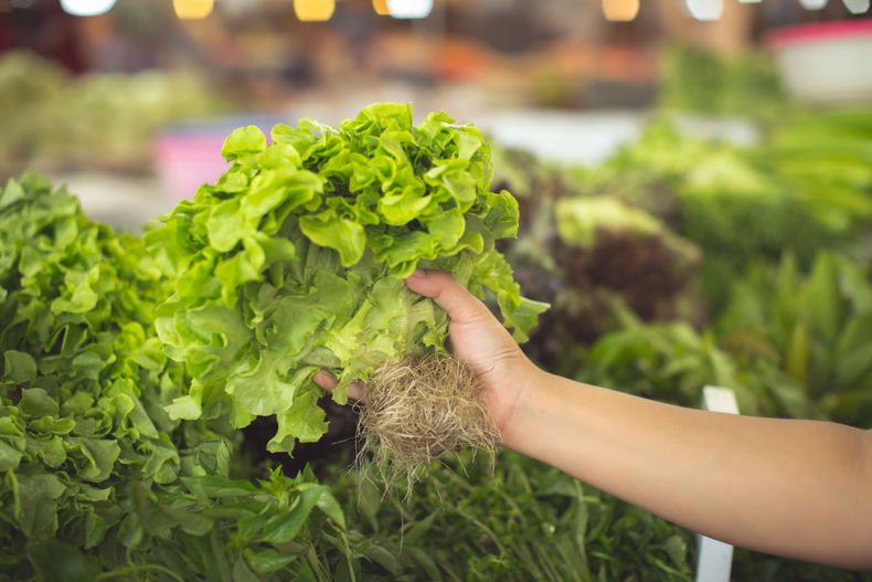 General Alvear apuesta a la hidroponía: así funciona el innovador cultivo de lechugas sin tierra