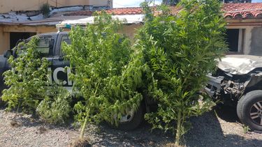 Secuestran casi 70 plantas de marihuana en un barrio de Ugarteche. Foto: Archivo.