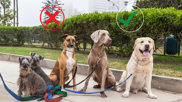Sitio Andino | perro de ciudad y perros de campo, mascota.png