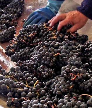 Industria vitivinícola: la vendimia 2026 sorprende por su sanidad y calidad de las uvas. Industria vitivinícola: la vendimia 2026 sorprende por su sanidad y calidad de las uvas.