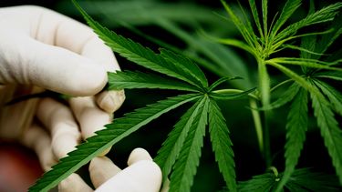 Mendoza es la primera provincia en regular el cannabis medicinal para animales: cómo registrarse. Mendoza es la primera provincia en regular el cannabis medicinal para animales: cómo registrarse.