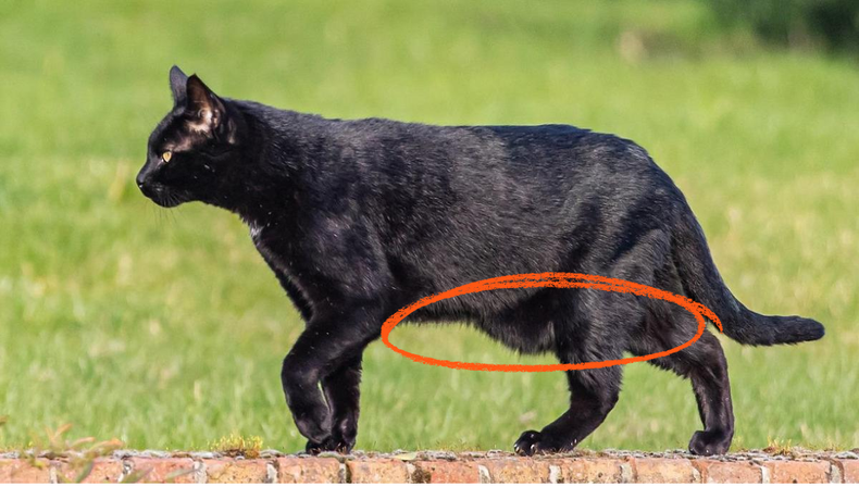 Ni obesidad ni vejez: por qué a algunos gatos les cuelga la panza