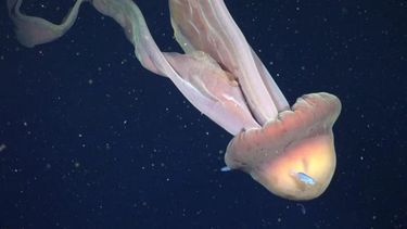Sitio Andino | MEDUSA GIGANTE