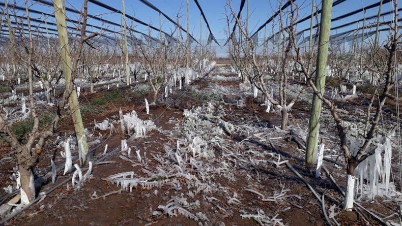 Emergencia agr&iacute;cola: reclamo del sector vitivin&iacute;cola.