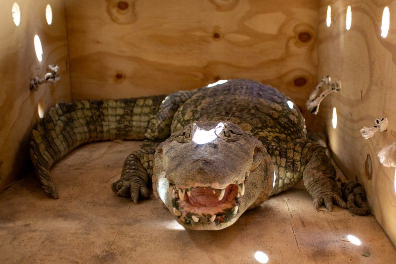 Más de 100 animales fueron trasladados de Mendoza a un centro de conservación en Santa Fe.