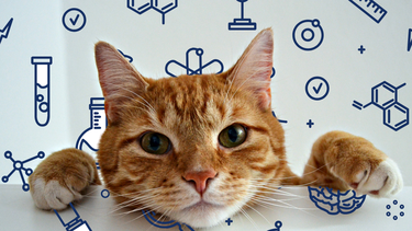 Sitio Andino | gato naranja, mascota
