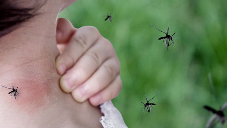 Las autoridades destacan la importancia de que toda la comunidad participe para reducir la proliferación de mosquitos.