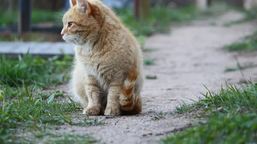 Mascota: ¿cómo viven los gatos la pérdida de un compañero? Mascota: ¿cómo viven los gatos la pérdida de un compañero?