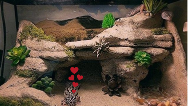 El secreto para un terrario perfecto: así debe ser el hogar de tu mascota reptil El secreto para un terrario perfecto: así debe ser el hogar de tu mascota reptil